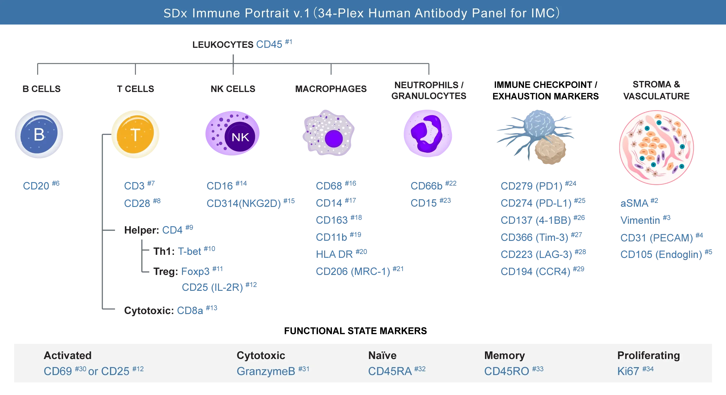 immune-portrait-v1